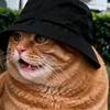 猫的橘喵头像