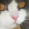 猫毒哥头像