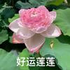 王翠玲头像