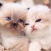 猫咪不易带货卖艺头像