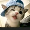 可爱的小猫猫头像