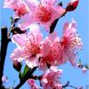 一树桃花头像