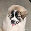 吹雪是只比利牛斯山犬头像