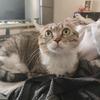 小小小臣头像