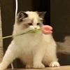 睡醒糊涂鬼头像