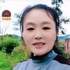 汤姐养山羊头像