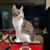 大董ABC头像