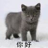🐱🐱🐱🐱🐱🐱头像