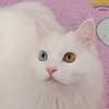 石小欠是只猫头像