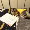 @猫达人（涨粉中）头像