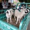 骑着去你怎么绵羊旅游头像