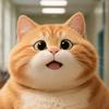 胖橘什么猫头像
