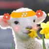 球场NPC·羊🐑头像