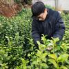 回山龙井茶农小陈头像