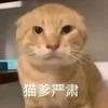 Old华猫me头像