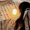 蜜橘本橘头像
