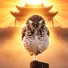 禹哥商识头像