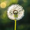 蒲公英的种子头像