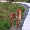 田园犬大黄头像