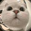 猫meme小短剧头像
