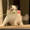 蜜糖橘头像