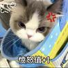 希望下雪头像