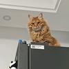 鱼的猫头像