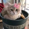 肉团是只招财猫头像