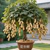 春花秋实头像
