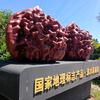 涞水麻核桃老张头像