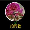 滇南小花记录生活头像