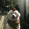 就是小贺头像