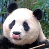 满眼笑意头像