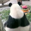 吉祥如意🐼panda头像