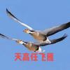 天高任飞雁头像