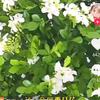 笑看花开头像