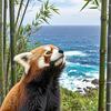 瀚海蓝路小熊猫头像
