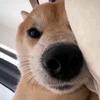 老己探玩头像