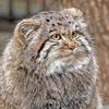 大野猫BigWildCat头像