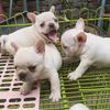 西安大运宠物犬繁殖基地官方号头像