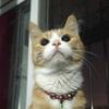 邓玉米头像