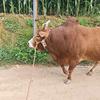 落竜寨子的小周、头像