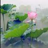 王家姑娘（2）头像