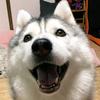 二狗追剧头像