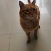 橘猫小帅头像
