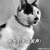 kitty头像
