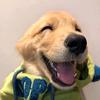 金狗头像