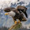 🦅雄鹰🦅头像