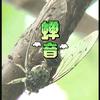 蝉音头像