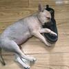 狐狸糊涂头像